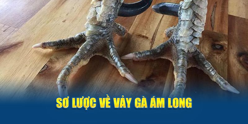 Sơ lược về vảy gà ám long